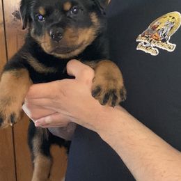 Cane Corso and Rottweiler Puppies from Hause of Rry Rotties & Cane Corso