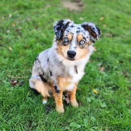 Maverick - Miniature Australian Shepherd