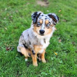 Maverick - Miniature Australian Shepherd