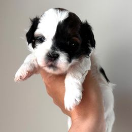 Green Male - Black and white male Shihpoo puppy in Asheboro, North Carolina from Southern Bred Pups