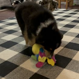 Australian Shepherd and Miniature Australian Shepherd Puppies from Wiggle Creek Aussies