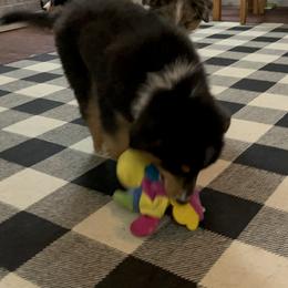Australian Shepherd and Miniature Australian Shepherd Puppies from Wiggle Creek Aussies