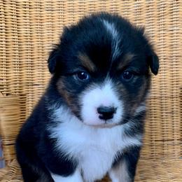 AKC Dixie - Black tri-color female Australian Shepherd puppy in Zeeland, Michigan from Apple Ridge AKC Aussies