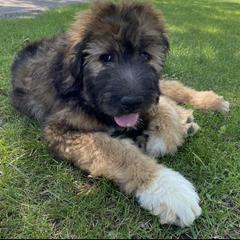 Saint Berdoodle Puppies from Badland St. Berdoodles LLC