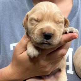Red - Golden male Golden Retriever puppy in Mount Carmel, Tennessee from HS Goldens