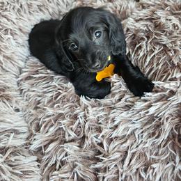 Pretty pretty princess - Brindle female Dachshund puppy in Colorado Springs, Colorado from Royal Purple Doxies
