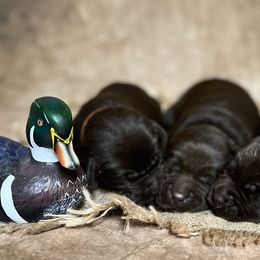 Labrador Retrievers from Conoho Creek Kennels