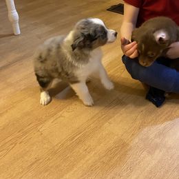 Miniature Australian Shepherd and Toy Australian Shepherd Puppies from Cherry Grove Kennel