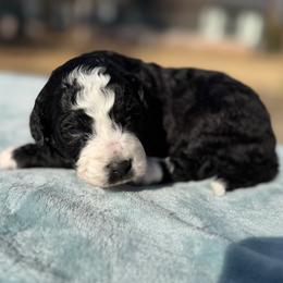 Aurora - Black and white female Bernedoodle puppy in Russellville, Arkansas from Crossgate Doodles