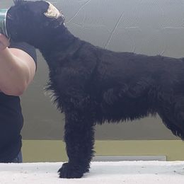 Giant Schnauzer Puppies from Surefoot Giant Schnauzers