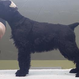 Giant Schnauzer Puppies from Surefoot Giant Schnauzers