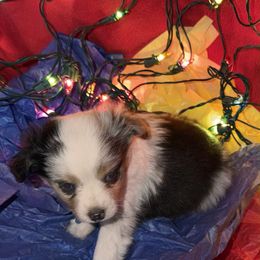 Boy 2 - Blue merle male Toy Australian Shepherd puppy in Springfield, Missouri from Donnie's Miniature & Toy Australian Shepherds