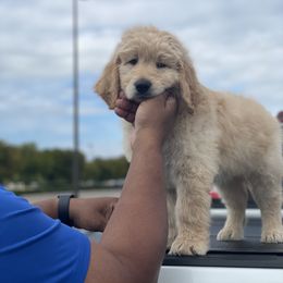 Goldendoodle Puppies from RKay K9s