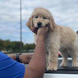 Goldendoodle Puppies from RKay K9s