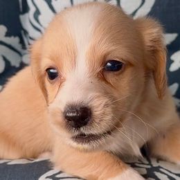 Frosty - Cream male Dachshund puppy in Vero Beach, Florida from Joseph’s Dachshunds