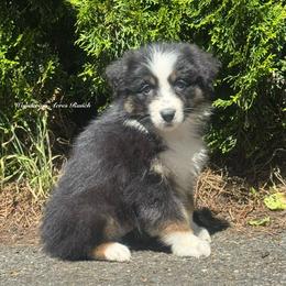W2- black tri female 8 - Black tri-color female Australian Shepherd puppy in Chehalis, Washington from Wandering Acres Ranch