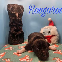 Rougarou - Black and white male Rat Terrier puppy in Lynn, Alabama from Cryptic Rat Terriers