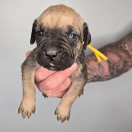 Ezra - Fawn female Cane Corso puppy in Elkhart, Indiana from Martins Almighty Cane Corsos