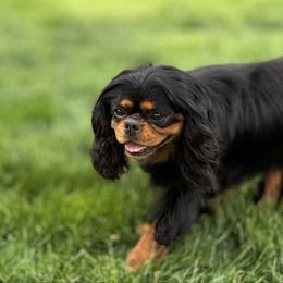 Chevy - Cavalier King Charles Spaniel