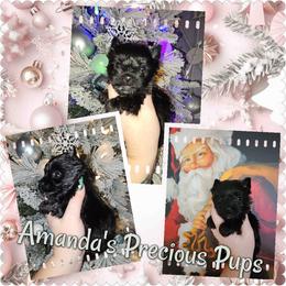 KB BLACK FEMALE - Black and tan female Yorkshire Terrier puppy in Wartburg, Tennessee from Amanda's Precious Pups