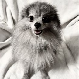 Brodie - Pomeranian