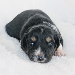 Orange - Black tri-color male Australian Shepherd puppy in Yakima, Washington from Naches Heights Ranch
