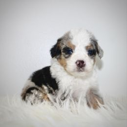 Jingle -MERLE TRI - Blue merle female Bernedoodle puppy in Apple Creek, Ohio from Arlene Hershberger