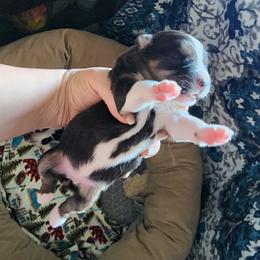 Triumph - Black tri female Miniature Australian Shepherd puppy in Marysville, Washington from Garay Mini Aussies