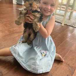 Shih Tzu and Yorkshire Terrier Puppies from Tiny Puppies World