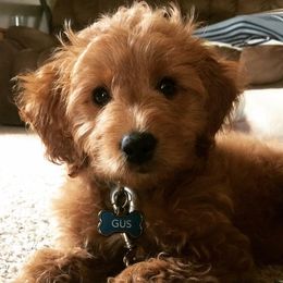 Goldendoodle Puppies from Northwoods Goldendoodles