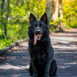 Zayra - German Shepherd