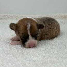 Orion (sable bluie fluffy) - Sable and white male American Corgi puppy in Waco, Texas from The Comma Corgis