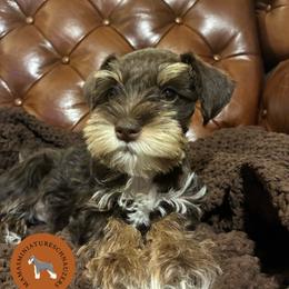 Lightning - Liver female Miniature Schnauzer puppy in Phoenix, Arizona from Sabrina's Miniature Schnauzers