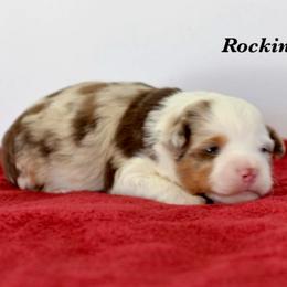 Rmf 2 - Red merle female Toy Australian Shepherd puppy in Russellville, Arkansas from Rockin H Aussies