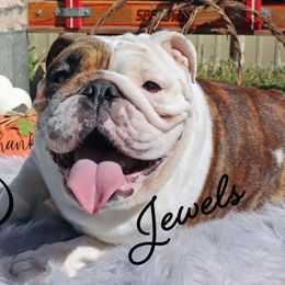 Jewels - Bulldog