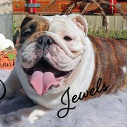 Jewels - Bulldog