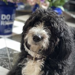 Tess - Bernedoodle