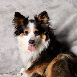 Layla - Miniature Australian Shepherd