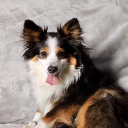 Layla - Miniature Australian Shepherd