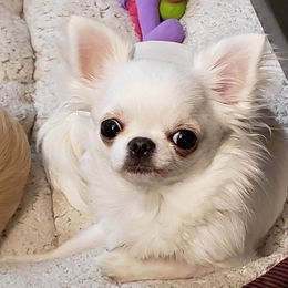 Chihuahua Puppies from Toyville Chihuahuas