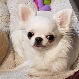 Chihuahua Puppies from Toyville Chihuahuas