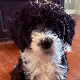 Candy - Parti female Goldendoodle puppy in Waterloo, Illinois from Dreamy Doodles