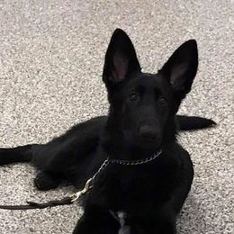 German Shepherds from Cross Timbers Kennels