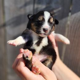 Triumph - Black tri female Miniature Australian Shepherd puppy in Marysville, Washington from Garay Mini Aussies