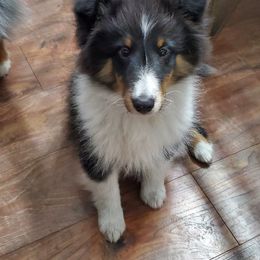 Shetland Sheepdog Puppies from Hawks Acres Shetland Sheepdogs