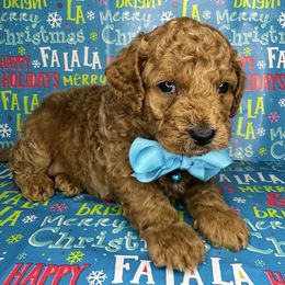Snoopy (Blue Boy) - Red  male Goldendoodle puppy in Hot Springs, Arkansas from Hot Springs Kennels