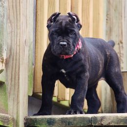 Cane Corso Puppies from Coastal View Kennels