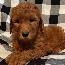 Goldendoodles from Peck’s Puppy Patch