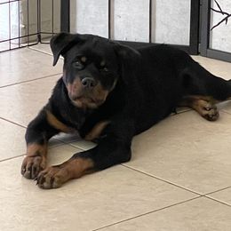 Rottweiler Puppies from Von Haus Roman Rottweilers