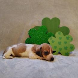 Puppy 2 - Red male Dachshund puppy in Riverside, California from Saddle Up Dachshunds